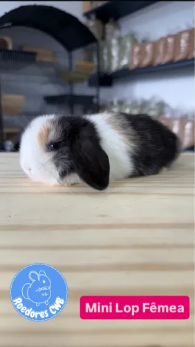 Menores raças de coelhos do mundo