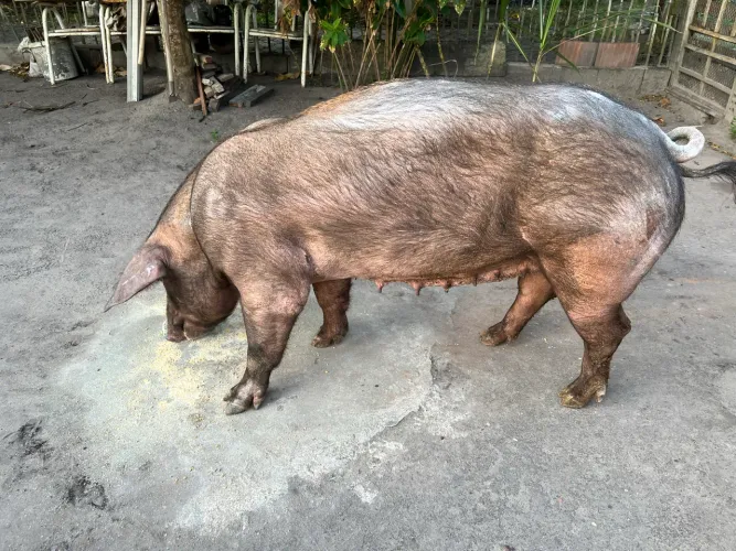 PORCA MATRIZ REPRODUTORA - RAÇA DUROC