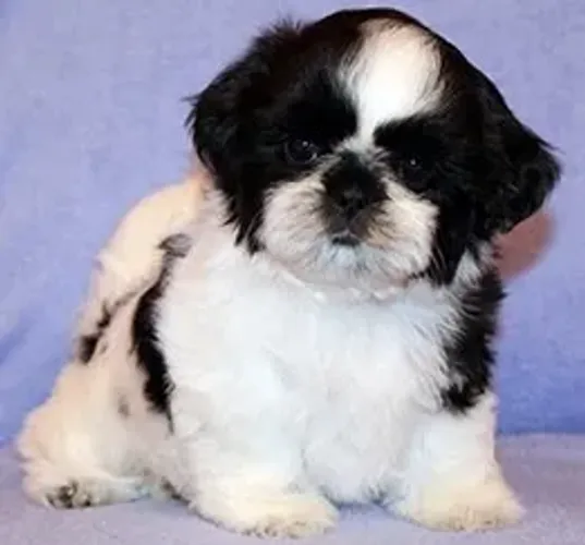 Shih-Tzu Macho Solid Black: O Filhote Que Vai Roubar Seu Coração!