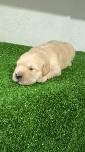 Golden Retriver padrão da raça