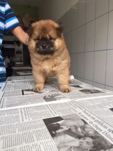 Chow Chow os mais fofos de são Paulo