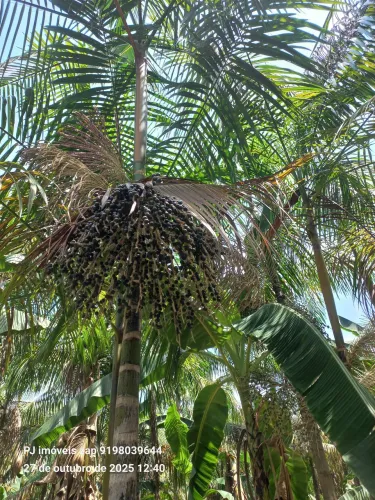 25 hectares com 14 hectares em produção de Açaí há 32 km de Castanhal 