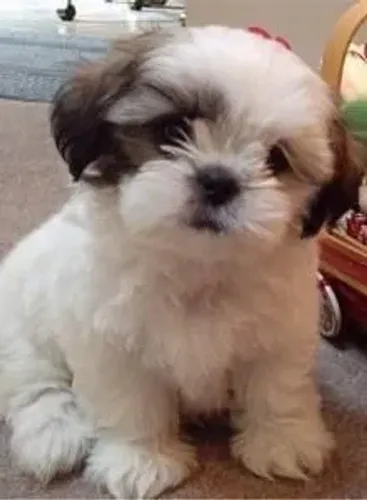 Filhote Shih Tzu melhor amizade nesse Brasil