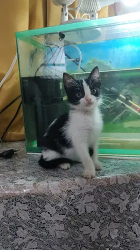 Esta menina de dois meses está para doação.