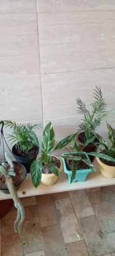 Vasos de plantas variadas