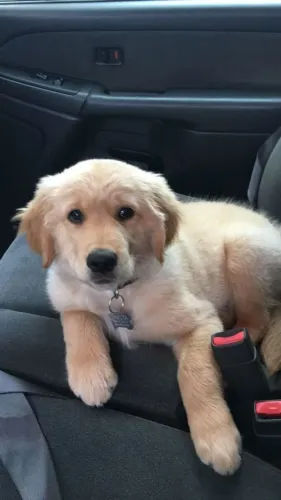 Filhote de Golden Retriever com carinha de anjo ? 
