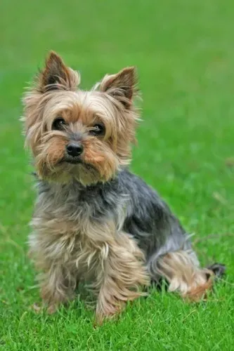 Yorkshire Terrier disponível com pelos bagunçado pela bagunça no parque