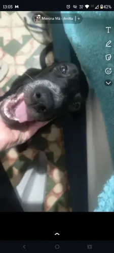 DOAÇÃO DE FILHOTES DE 4 MESES 