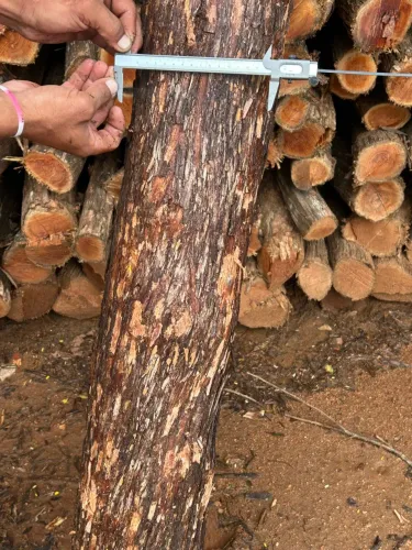 Estacas de sabiá no Cariri