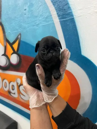 Filhote Pug, Sorrisos garantidos com esses filhotinhos fofos!