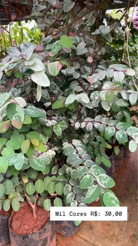 Mudas de Mil Cores para seu Jardim