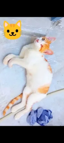 DOAÇÃO DE GATO DE 8 MESES 