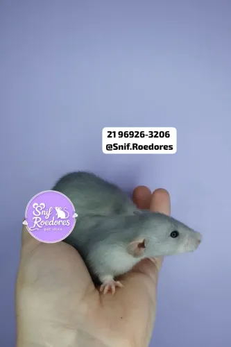 Ratinhos Twisters Enviamos