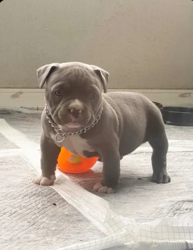 Animal