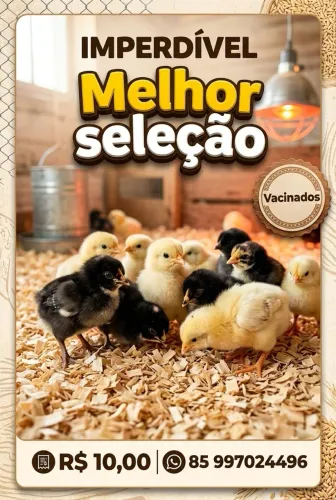 Pintinhos Mestiços de Poedeiras (Leghorn, Rhode Red e Carijó) - Alta Genética!