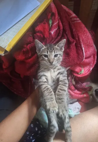 Doação de gatinhos