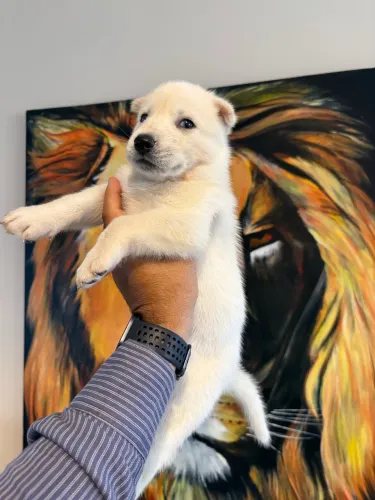 Filhote de Husky Siberiano