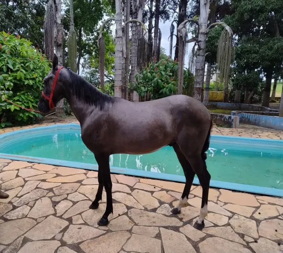Cavalo