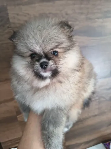 Spitz alemão anão 