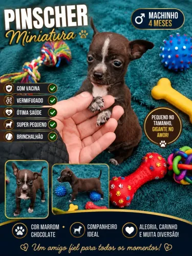 Pinscher zerinho