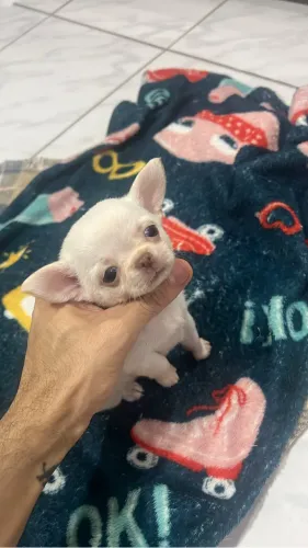 Chihuahua fêmea