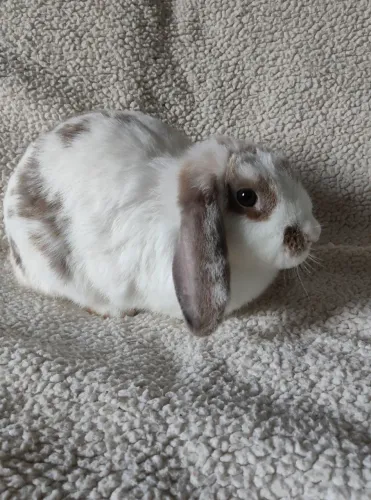 Coelha mini lop bicolor