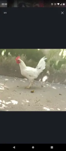 Vendo galo ganizé
