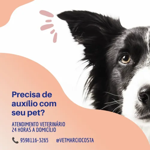 Médico Veterinário