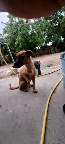 Cadela