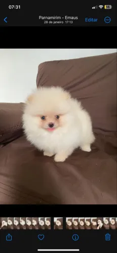 Lindos filhotes de Lulu da Pomerania