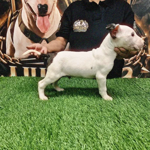Bull terrier inglês lindos filhotes disponíveis