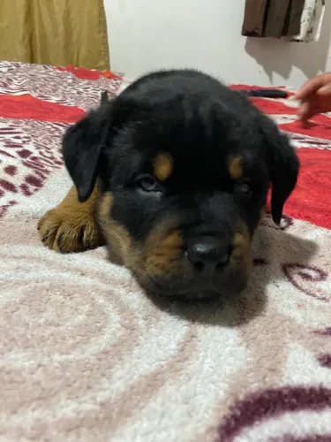 Filhote de Rottweiler