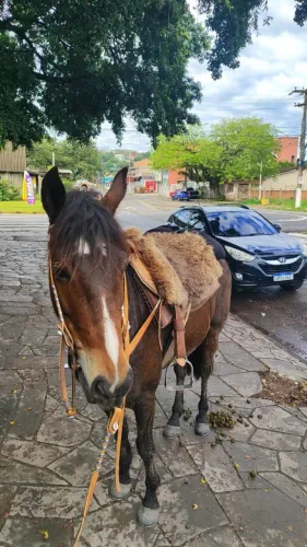 Cavalo Crioulo Tupambaé