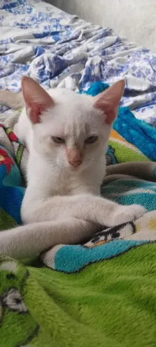 Adoção de gato