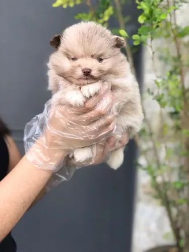 Filhotes de Spitz Alemão Anão Premium - Pedigree, Procedência e Suporte Pós-Venda