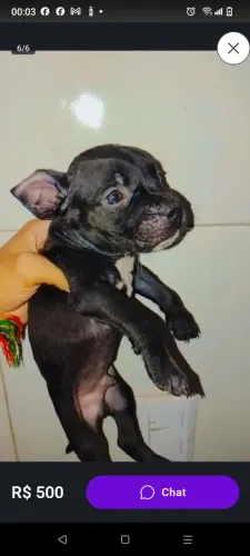 Vendo Pit bull