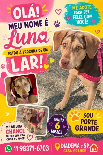 Doação de cachorro 