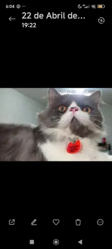 Gata persa procura namorado. Cruza. Reprodução.