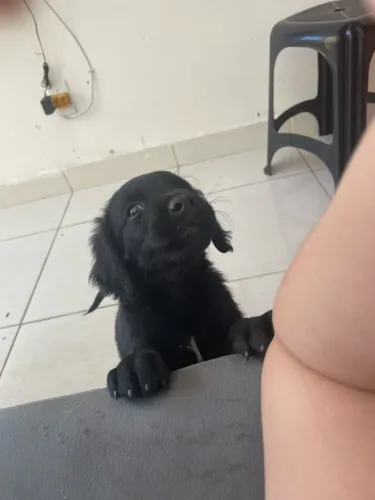 DOA SE FILHOTE DE CACHORRO