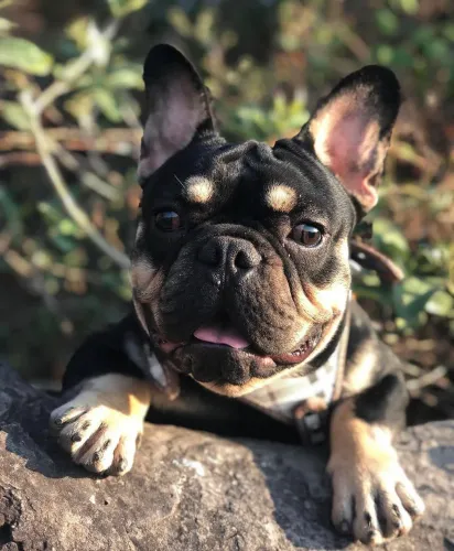 Filhote de bulldog francês exótico 