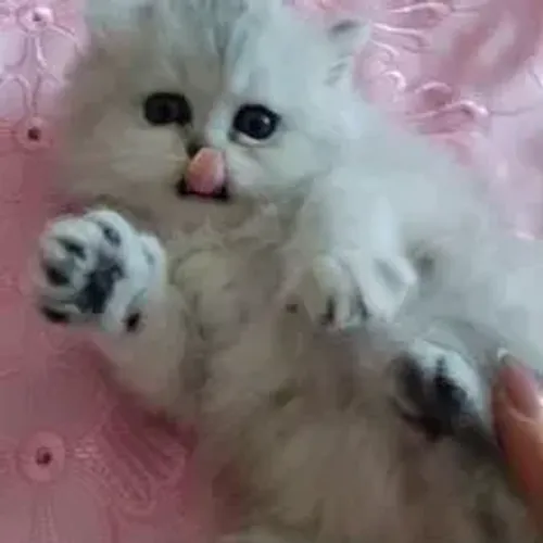 Persa Branco Azul
