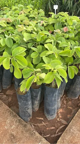 Muda de Pequi Do Xingu sem Espinho 
