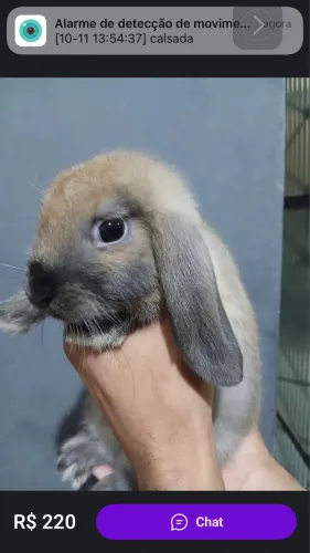 Coelho mini lop