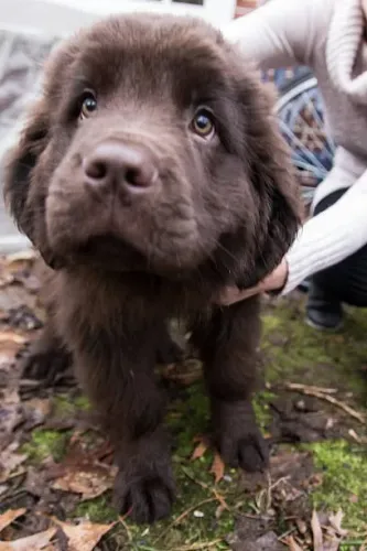 Labrador chocolate Filhotes Prontos para Fazer Parte da Sua Família.