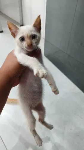 Gato