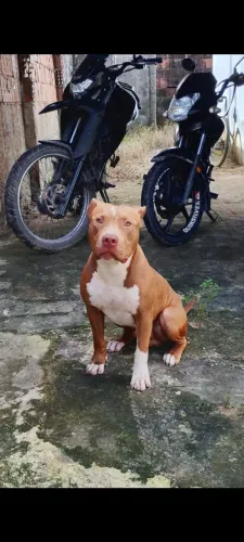 Procuro Pitbul fêmea pura para cruzar
