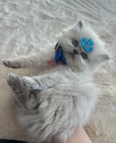 Gato Persa com Pedigree