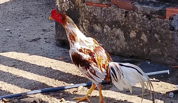 Galos índios 
