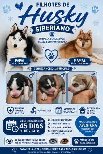 Filhotes de husky siberiano