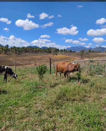 VENDA DE 3 VACAS - 2 PRENHAS - R$ 12.000 O LOTE